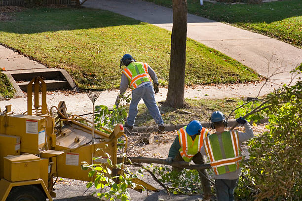 How Our Tree Care Process Works  in  Mountain City, TN